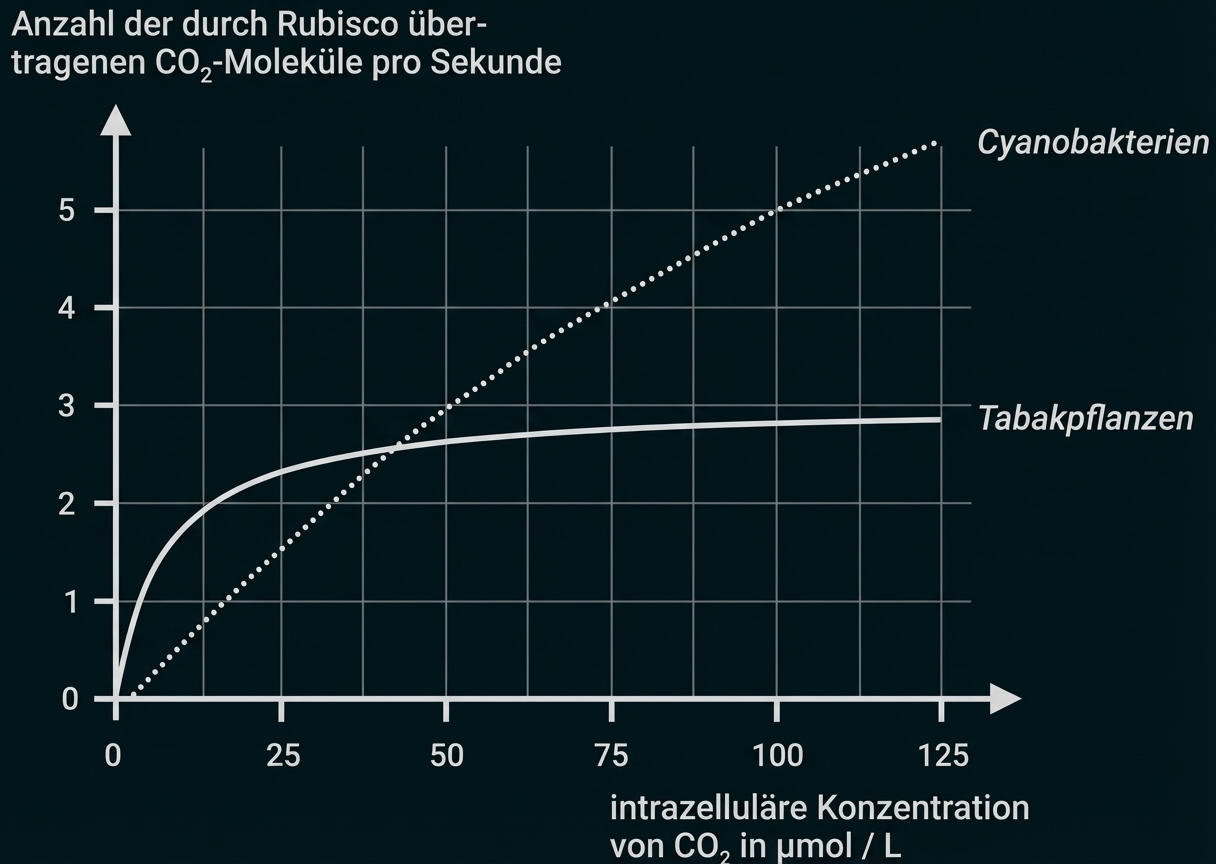 Diagramm: Rubisco übertragene CO₂-Moleküle/s vs intrazelluläre CO₂-Konzentration; Cyanobakterien (steigend), Tabakpflanzen (sättigend)